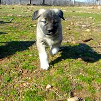 AKC- ANGEL, a female Anatolian Shepherd Dog for sale in Yellville, AR – Photo 1 of 10