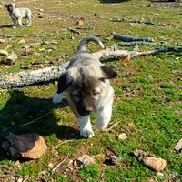 AKC- ANGEL, a female Anatolian Shepherd Dog for sale in Yellville, AR – Photo 9 of 10