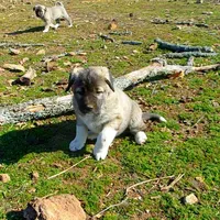 AKC- ANGEL, a female Anatolian Shepherd Dog for sale in Yellville, AR – Photo 8 of 10
