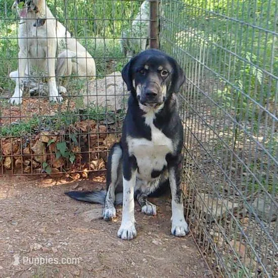 AKC- OMEGA – Anatolian Shepherd Dog puppy for sale in Yellville, AR