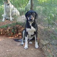 AKC- OMEGA, a female Anatolian Shepherd Dog for sale in Yellville, AR – 1 of 10