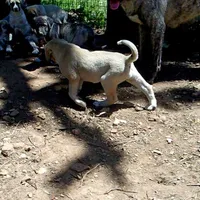 AKC- ZAYU, a female Anatolian Shepherd Dog for sale in Yellville, AR – 5 of 8