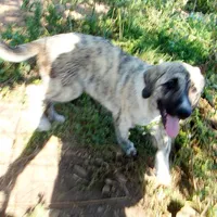 AKC- CIAO, a male Anatolian Shepherd Dog for sale in Yellville, AR – 4 of 9