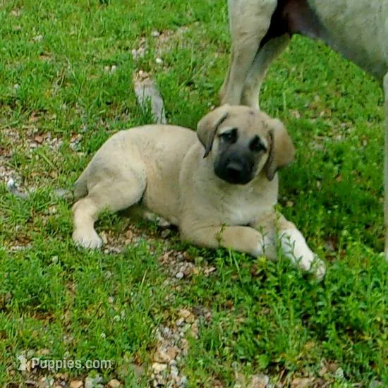 AKC- JESSE – Anatolian Shepherd Dog puppy for sale in Yellville, AR