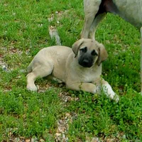 AKC- JESSE, a male Anatolian Shepherd Dog for sale in Yellville, AR – 1 of 10