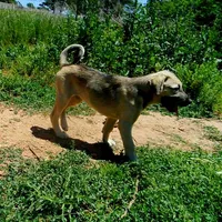 AKC- DENALI, a female Anatolian Shepherd Dog for sale in Yellville, AR – 5 of 9