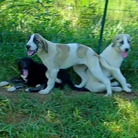AKC- DUKE, a male Anatolian Shepherd Dog for sale in Yellville, AR – Photo 2 of 10