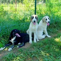 AKC- DUKE, a male Anatolian Shepherd Dog for sale in Yellville, AR – Photo 3 of 10