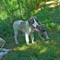 AKC- DUKE, a male Anatolian Shepherd Dog for sale in Yellville, AR – Photo 7 of 10