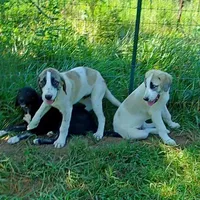 AKC- DUKE, a male Anatolian Shepherd Dog for sale in Yellville, AR – Photo 5 of 10