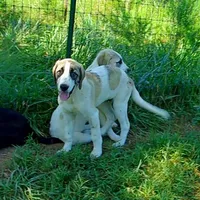AKC- DUKE, a male Anatolian Shepherd Dog for sale in Yellville, AR – Photo 4 of 10