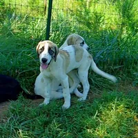 processed/d84e202c-e884-4039-9df9-750e26392802/listing/f2ef0b3d-41f9-4881-a266-76d1da31cedb/c422074e-c71d-4d64-b45b-25f12152f66d