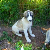 AKC- DUKE, a male Anatolian Shepherd Dog for sale in Yellville, AR – Photo 1 of 10