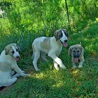 AKC- DUKE, a male Anatolian Shepherd Dog for sale in Yellville, AR – Photo 6 of 10