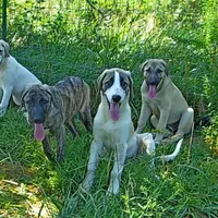 AKC- DUKE, a male Anatolian Shepherd Dog for sale in Yellville, AR – Photo 10 of 10