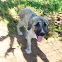 AKC- CIAO, a male Anatolian Shepherd Dog for sale in Yellville, AR – 2 of 9