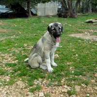 AKC- ANGEL, a female Anatolian Shepherd Dog for sale in Yellville, AR – 3 of 10