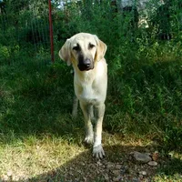 AKC- WYATT, a male Anatolian Shepherd Dog for sale in Yellville, AR – 4 of 9