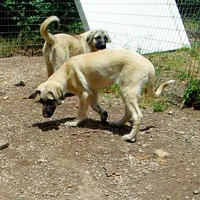 AKC - FERN, a female Anatolian Shepherd Dog for sale in Yellville, AR – 9 of 9