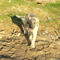 AKC- ERIC, a male Anatolian Shepherd Dog for sale in Yellville, AR – 2 of 10