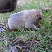 AKC- BARON, a male Anatolian Shepherd Dog for sale in Yellville, AR – 6 of 8