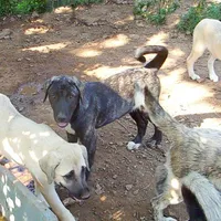 AKC- ZACKUM, a male Anatolian Shepherd Dog for sale in Yellville, AR – 6 of 8