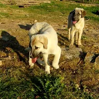 AKC- APOLLO, a male Anatolian Shepherd Dog for sale in Yellville, AR – 6 of 8