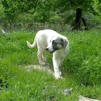 AKC- MIKEALA, a female Anatolian Shepherd Dog for sale in Yellville, AR – 5 of 10