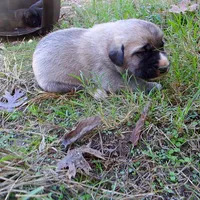 AKC- BARON, a male Anatolian Shepherd Dog for sale in Yellville, AR – 7 of 8
