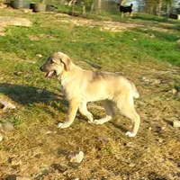 AKC- ERIC, a male Anatolian Shepherd Dog for sale in Yellville, AR – 10 of 10