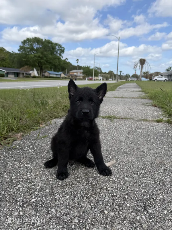 Aramis Male Green Collar, a male German Shepherd Dog for sale in Orlando, FL – Photo 1 of 2