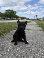 Aramis Male Green Collar, a male German Shepherd Dog for sale in Orlando, FL – Photo 1 of 2