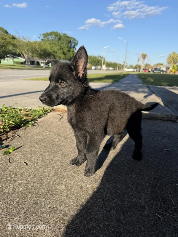 Aramis Male Green Collar – German Shepherd Dog puppy for sale in Orlando, FL