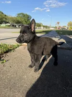 Aramis Male Green Collar, a male German Shepherd Dog for sale in Orlando, FL – Photo 1 of 3