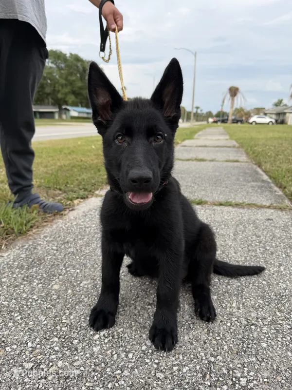 Aramis Male Green Collar – German Shepherd Dog puppy for sale in Orlando, FL