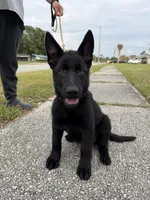 Aramis Male Green Collar, a male German Shepherd Dog for sale in Orlando, FL – 1 of 4