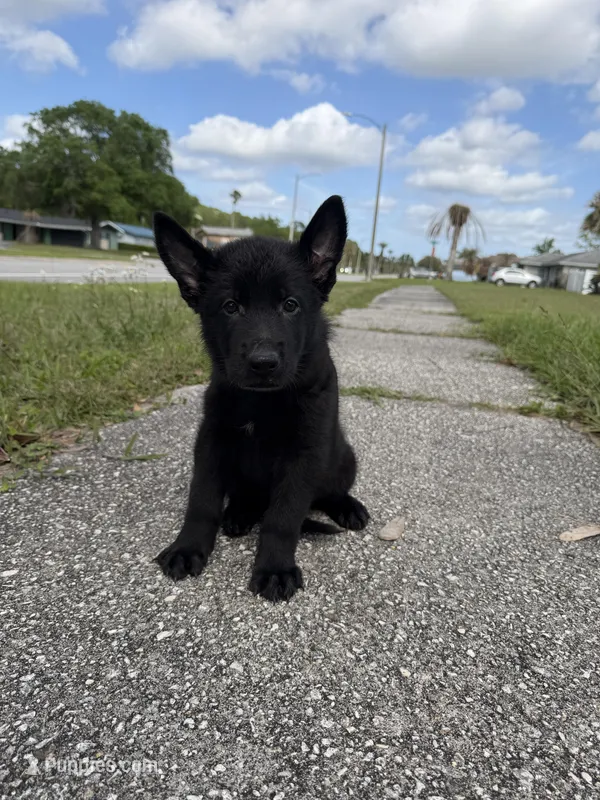 Porthos Male Blue Collar – German Shepherd Dog puppy for sale in Orlando, FL