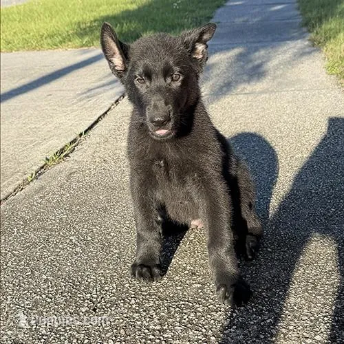 Porthos Male Blue Collar – German Shepherd Dog puppy for sale in Orlando, FL