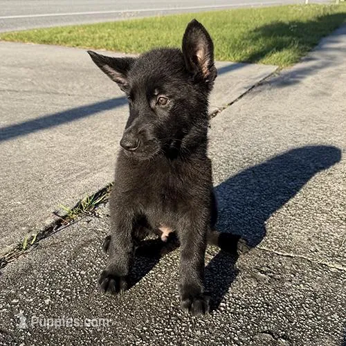 Athos Male Tan Collar – German Shepherd Dog puppy for sale in Orlando, FL