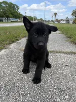 Athos Male Tan Collar, a male German Shepherd Dog for sale in Orlando, FL – Photo 1 of 2