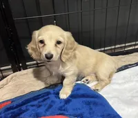 Streusel, a female Miniature Dachshund for sale in Davenport, IA – Photo 1 of 3