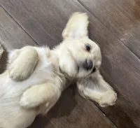 Streusel, a female Miniature Dachshund for sale in Davenport, IA – Photo 2 of 3