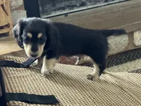 Cannoli , a male Miniature Dachshund for sale in Davenport, IA – Photo 3 of 3