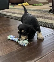 Cannoli , a male Miniature Dachshund for sale in Davenport, IA – Photo 2 of 3