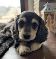 Cannoli , a male Miniature Dachshund for sale in Davenport, IA – Photo 1 of 3