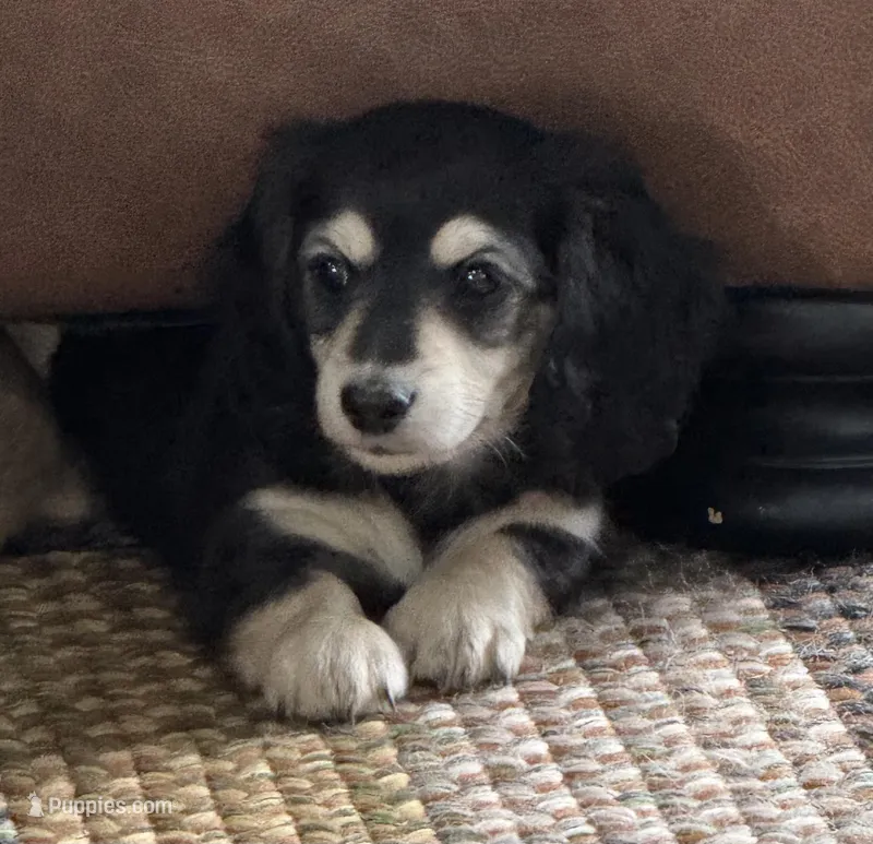 Bear Claw – Miniature Dachshund puppy for sale in Davenport, IA