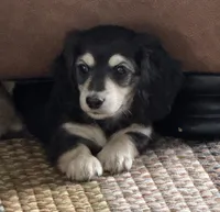 Bear Claw, a male Miniature Dachshund for sale in Davenport, IA – Photo 1 of 3