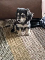 Bear Claw, a male Miniature Dachshund for sale in Davenport, IA – Photo 3 of 3