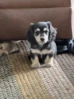 Bear Claw, a male Miniature Dachshund for sale in Davenport, IA – Photo 2 of 3