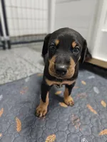 Sierra, a female Doberman Pinscher for sale in Mchenry, IL – 2 of 6